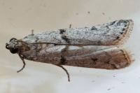 Phycitodes