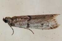 Phycitodes
