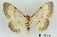 Idaea politaria