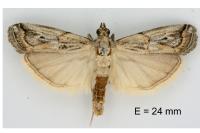 Pempelia genistella