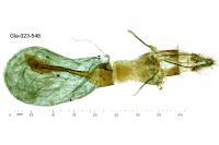 Asalebria florella
