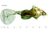 Euchromius bella