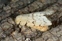 Lymantria dispar