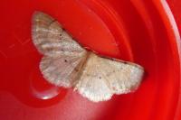 Idaea politaria
