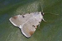 Lygephila craccae