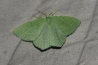 Hemistola chrysoprasaria