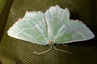 Thalera fimbrialis