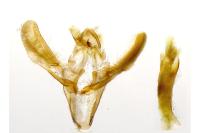 Acrobasis repandana