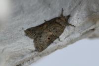 Nycteola revayana