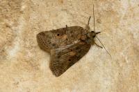 Nycteola revayana