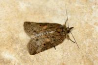 Nycteola revayana