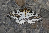 Abraxas grossulariata