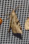 Macaria wauaria