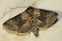 Abrostola asclepiadis