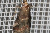 Acrobasis marmorea