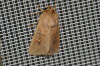 Mythimna ferrago