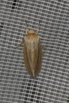 Mythimna impura
