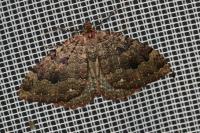 Triphosa dubitata