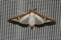 Cydalima perspectalis