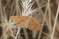 Idaea ochrata