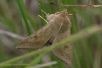 Heliothis peltigera