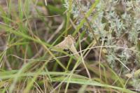 Heliothis peltigera