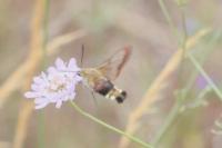 Hemaris fuciformis