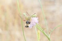 Hemaris fuciformis