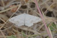 Scopula ornata