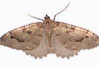 Triphosa dubitata