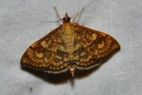 Anania verbascalis