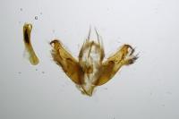 Acronicta megacephala