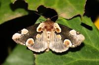 Thyatira batis
