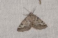 Eumannia oranaria