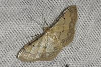 Idaea politaria