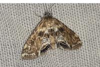 Cataclysta lemnata