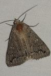Clytie illunaris