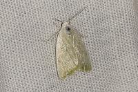 Earias vernana