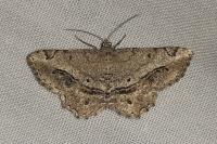 Chiasmia aestimaria