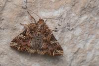 Callopistria juventina