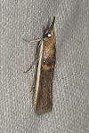 Etiella zinckenella