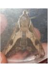 Hyles euphorbiae