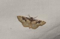 Idaea rusticata