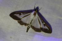 Cydalima perspectalis
