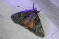 Polyphaenis sericata
