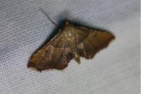 Endotricha flammealis