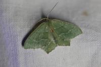 Hemithea aestivaria