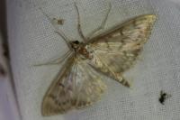 Patania ruralis