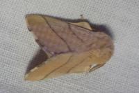 Malacosoma neustria