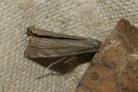 Chrysoteuchia culmella